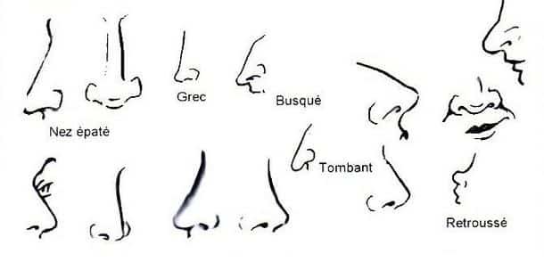 forme de nez