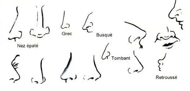 La description d'une personne 8 forme de nez