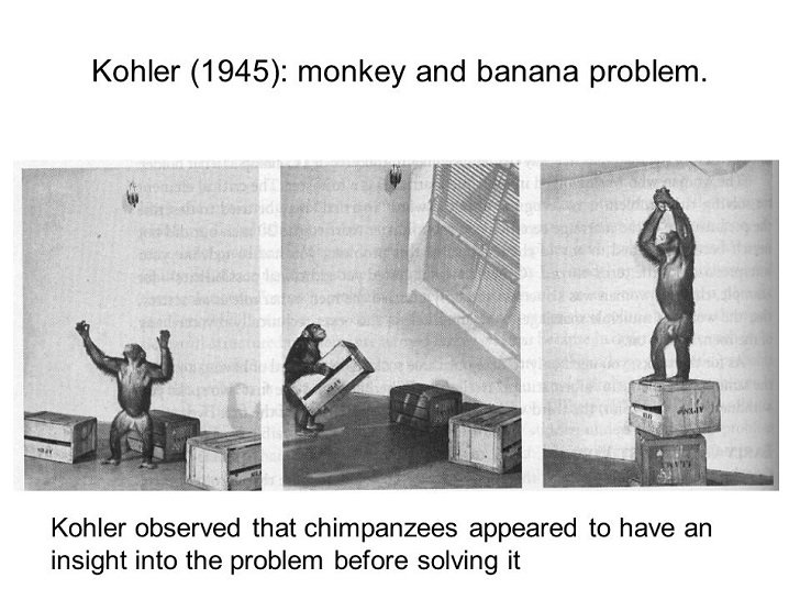 monkey kohler