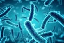 درس الجراثيم Les microbes