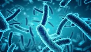 الجراثيم Les microbes